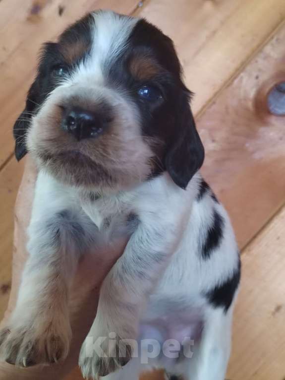 Собаки в Москве: Русский охотничий спаниель Девочка, 45 000 руб. - фото 5