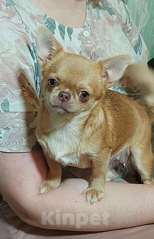 Собаки в Новосибирске: Девочка Чихуахуа  Девочка, Бесплатно - фото 2