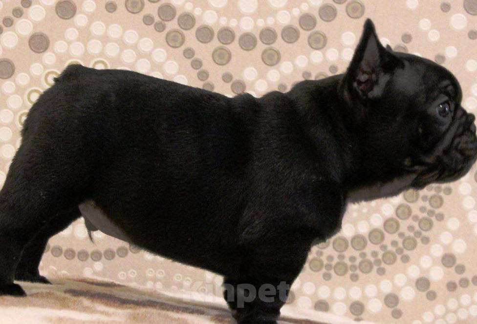 Собаки в Иркутске: Французские щенята  Девочка, 19 000 руб. - фото 4