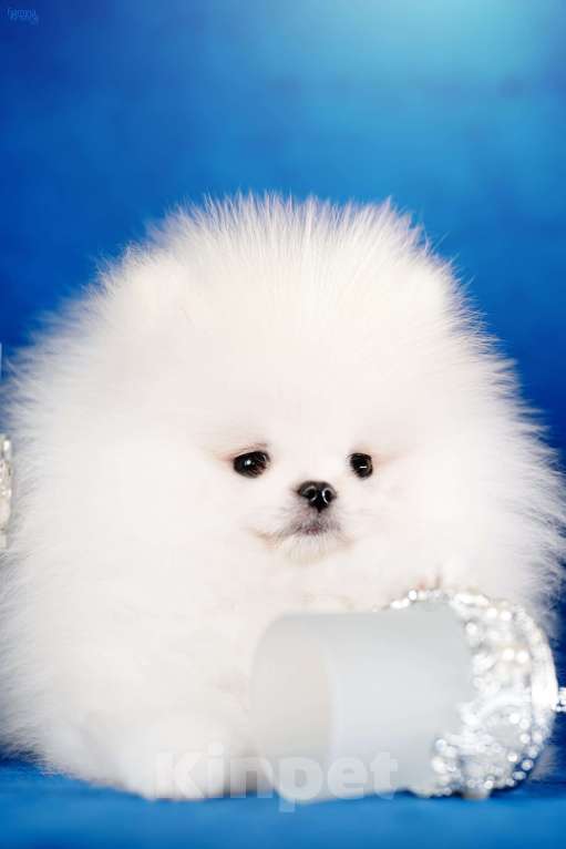 Собаки в Москве: мальчик бело кремовый Мальчик, 95 000 руб. - фото 1