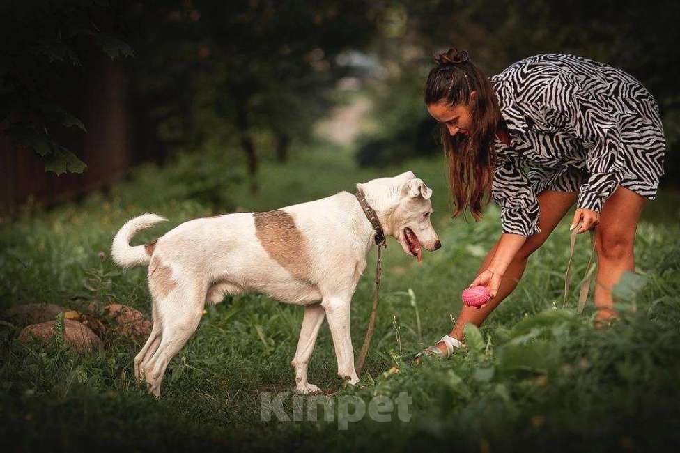 Собаки в Москве: Белый ласковый пёсель Этьен в самые добрые руки Мальчик, 1 руб. - фото 7