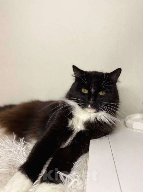 Кошки в Балашихе: Миртл Девочка, Бесплатно - фото 4