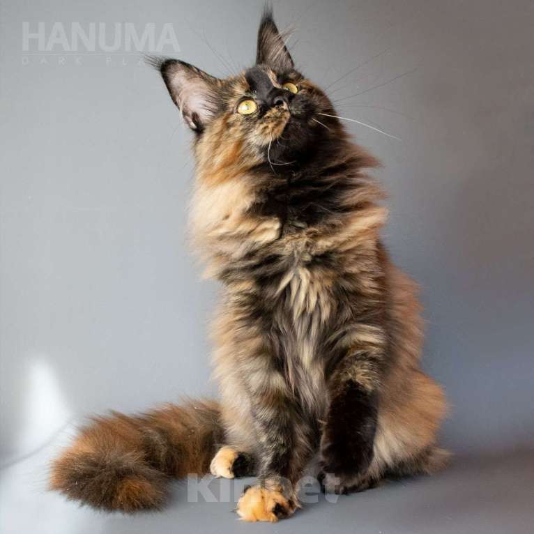 Кошки в других городах Воронежской области: Hanuma Dark Flame Девочка, Бесплатно - фото 8