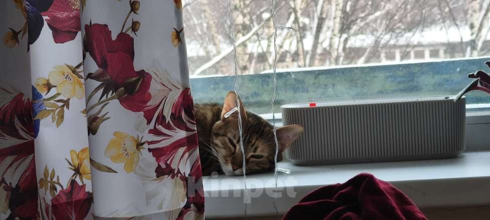 Кошки в Санкт-Петербурге: Кошка Юки, отдаю в добрые руки Девочка, Бесплатно - фото 8