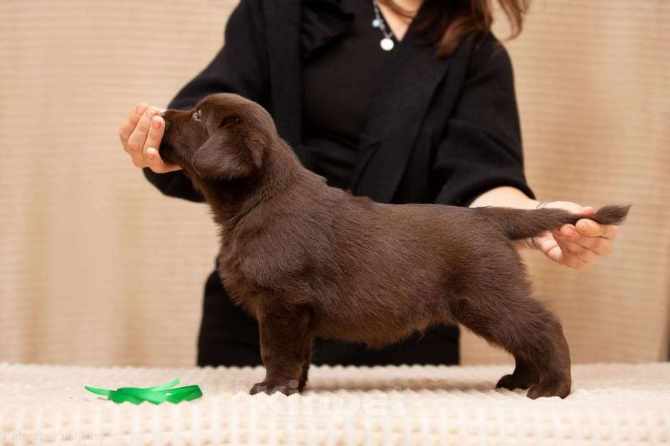Собаки в Москве: Щенки Лабрадора ретривера шоколадные Мальчик, 100 000 руб. - фото 4