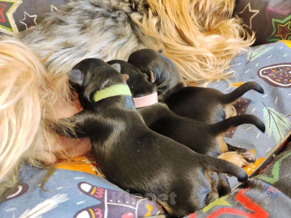 Собаки в Ижевске: Ранее бронирование щенков Мальчик, Бесплатно - фото 2