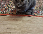 Кошки в Барнауле: Отдам кошку в добрые руки Девочка, Бесплатно - фото 1