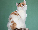 Кошки в Валдае: шотландская кошечка Девочка, 1 000 руб. - фото 1
