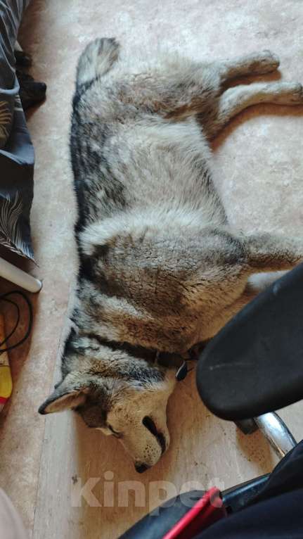 Собаки в других городах Московской области: Найден хаски Мальчик, Бесплатно - фото 4
