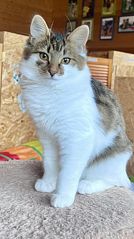Котенок Мисси
