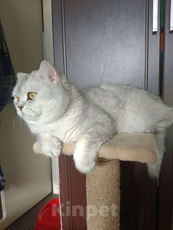 Кошки в Казани: Британский короткошерстный кот Мальчик, 5 000 руб. - фото 9