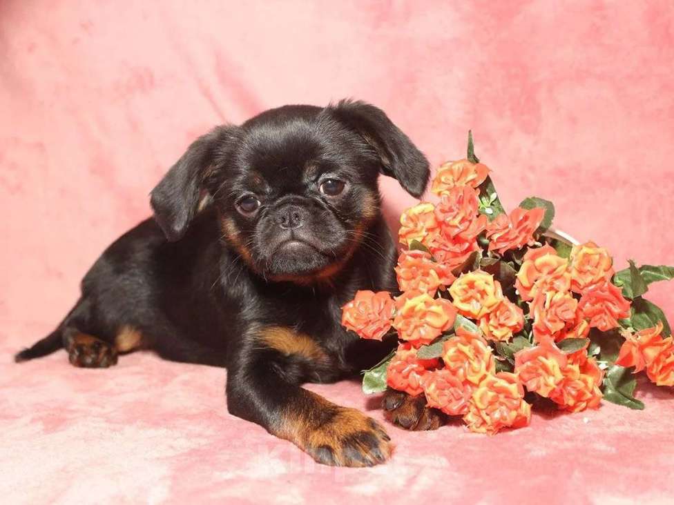 Собаки в Санкт-Петербурге: Очаровательный щенок  Девочка, 80 000 руб. - фото 8