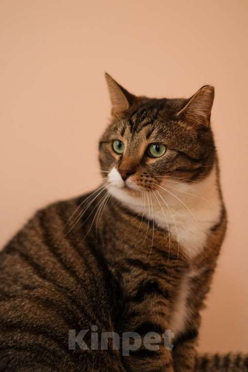 Кошки в Санкт-Петербурге: Проша из приюта в добрые руки Мальчик, Бесплатно - фото 9