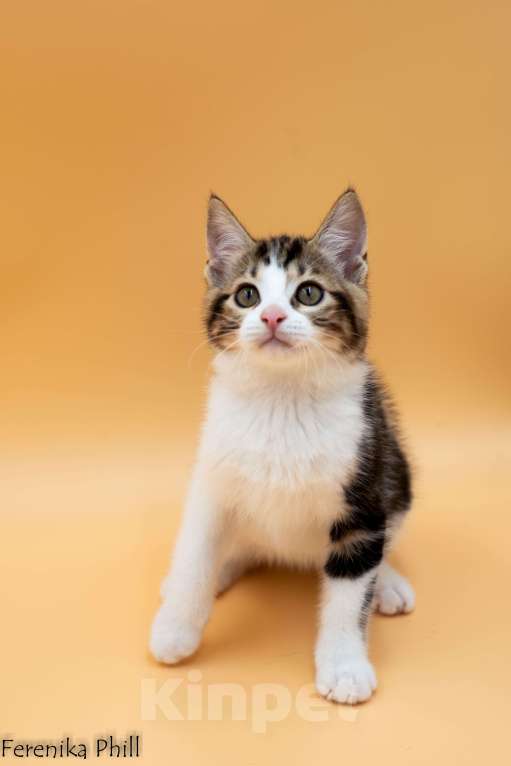 Кошки в Хабаровске: Котёнок Курильского Бобтейла Ференика Фил ЛЕВАЙ  Мальчик, 40 000 руб. - фото 3