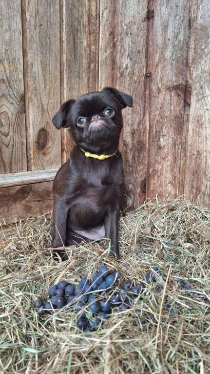 Собаки в Москве: Щенок пти брабансон Девочка, 130 000 руб. - фото 1