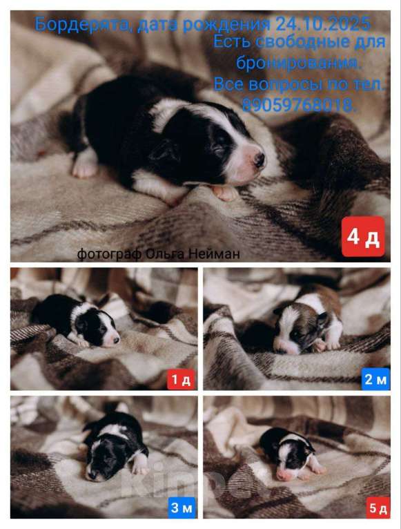 Собаки в Красноярске: Продам щенка Бордер Колли Мальчик, 110 000 руб. - фото 2