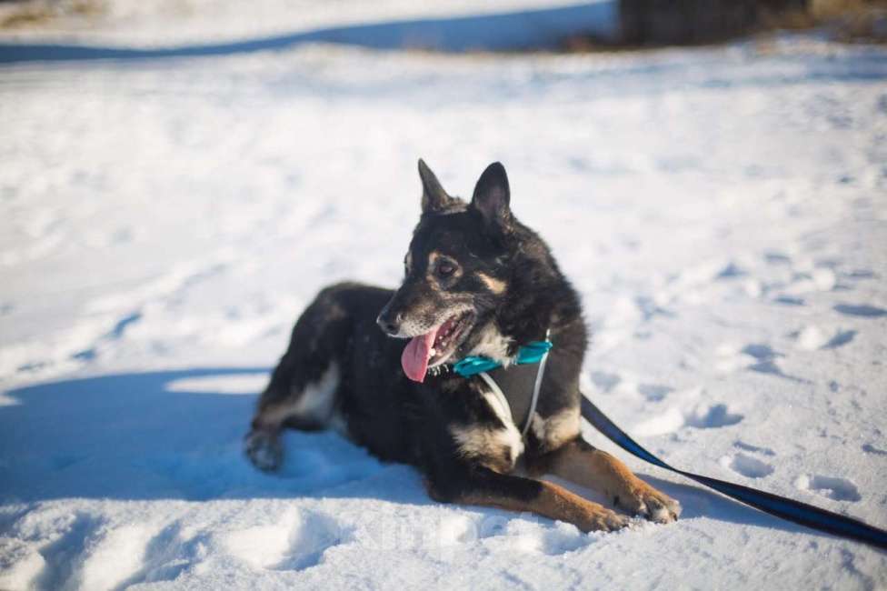 Собаки в Москве: Фиксик Мальчик, Бесплатно - фото 4