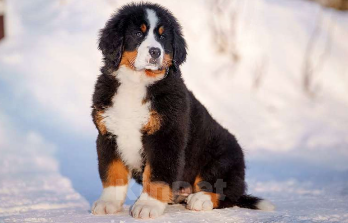 Собаки в Волоколамске: Бернский Зенненхунд, Мия. Девочка, 150 000 руб. - фото 4