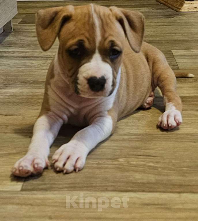 Собаки в Красногорске: Очаровательная девочка Девочка, 80 000 руб. - фото 3