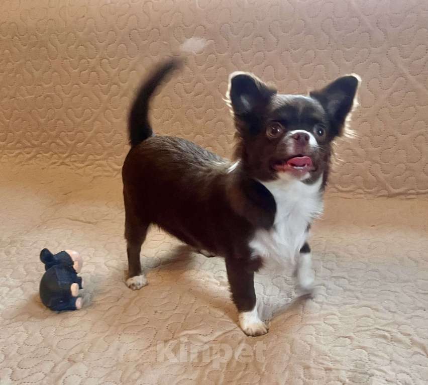 Собаки в Санкт-Петербурге: Шоколадная девочка чихуа Девочка, 60 000 руб. - фото 3