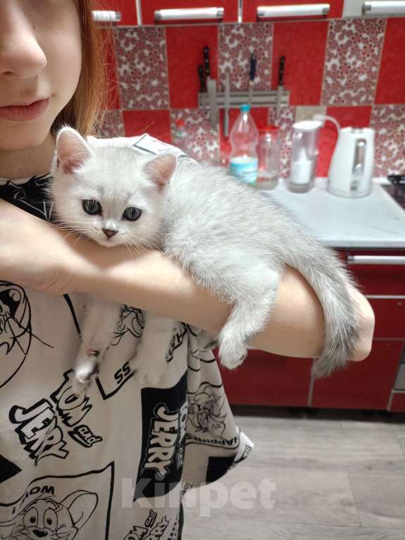 Кошки в Москве: Прямоухий мальчишка  Мальчик, 25 000 руб. - фото 8