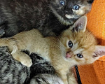 Кошки в Калуге: Разноцветные карапузики. Котята 2 мес в добрые руки. Мальчик, Бесплатно - фото 1