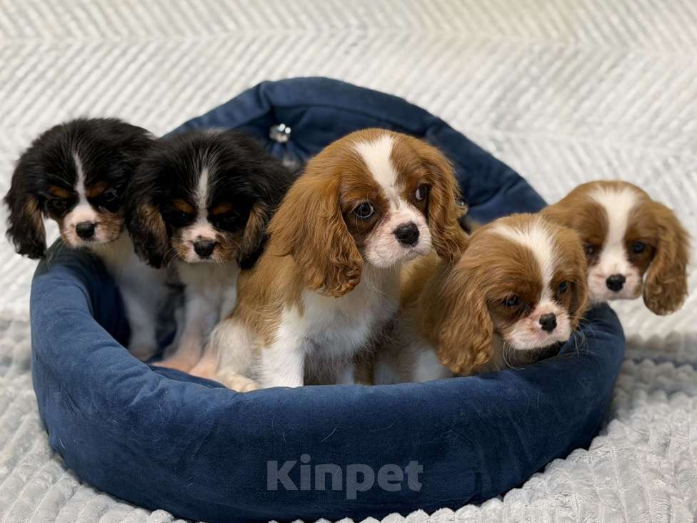 Собаки в Санкт-Петербурге: Щенки кавалер Кинг чарльз спаниеля  Мальчик, 100 000 руб. - фото 5