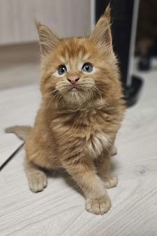 Котята мэйнкунов