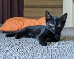 Кошки в Москве: Котенок в добрые руки Мальчик, Бесплатно - фото 2
