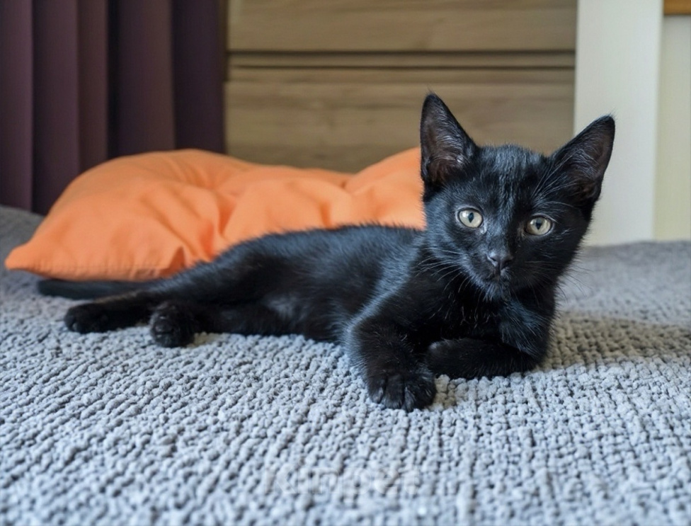 Кошки в Москве: Котенок в добрые руки Мальчик, Бесплатно - фото 2