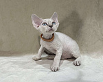 Кошки в Ростове-на-Дону: Котенок Девон рекс мальчик с голубыми глазами Мальчик, 50 000 руб. - фото 1
