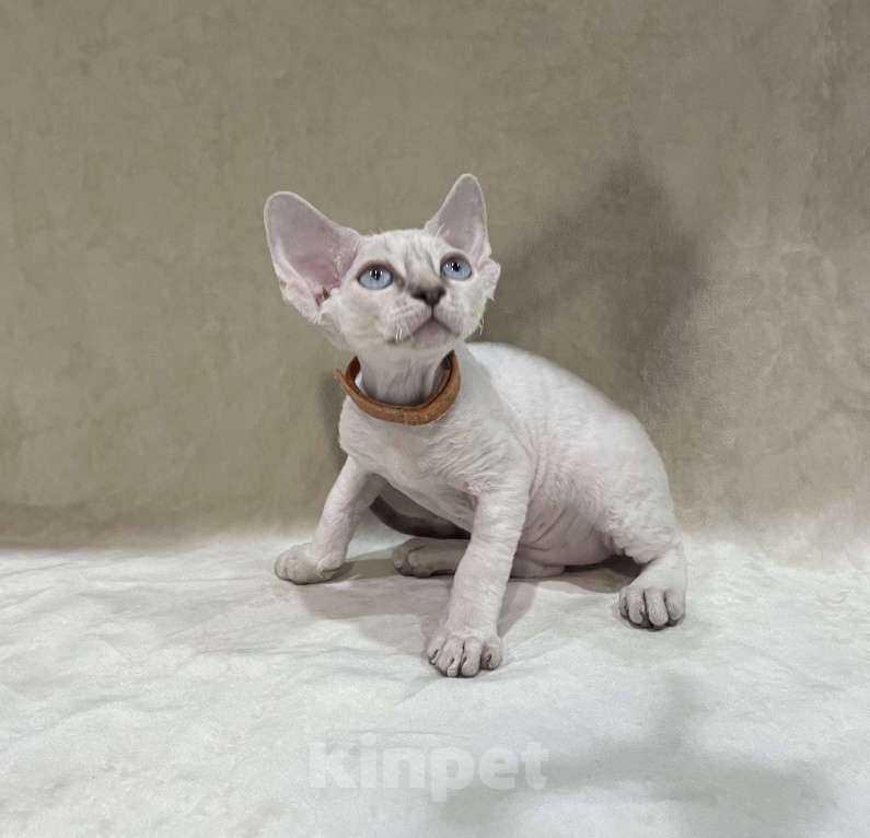 Кошки в Ростове-на-Дону: Котенок Девон рекс мальчик с голубыми глазами Мальчик, 50 000 руб. - фото 1