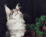 Кошки в Казани: Кошечка Алиса Девочка, Бесплатно - фото 3