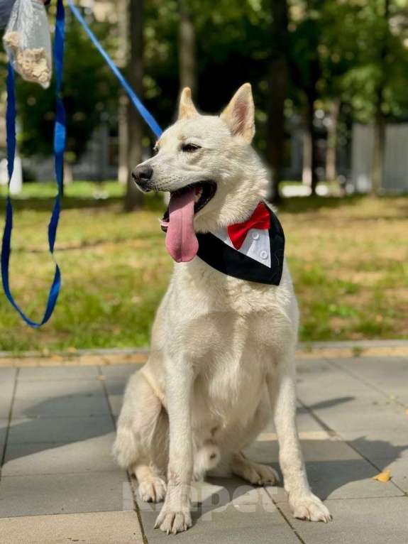 Собаки в Москве: Вайт: северный ветер в поисках дома и любви. Мальчик, Бесплатно - фото 9