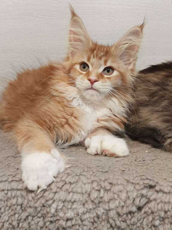 Кошки в других городах Владимирской области: кошки мейн кун полидакт Девочка, 35 000 руб. - фото 6