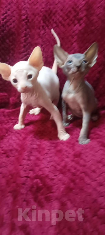 Кошки в Донецке: Сфинкс Канадский мальчики Мальчик, 20 000 руб. - фото 2