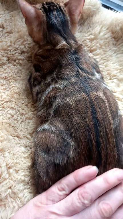 Кошки в Москве: Бенгальский мальчик Мальчик, 30 000 руб. - фото 10