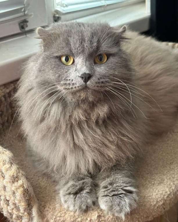 Кошки в Москве: Трюфель ищет дом Мальчик, Бесплатно - фото 1