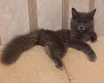 Кошки в Кингисеппе: Маленький белчонок, Бесплатно - фото 1