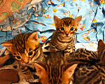 Кошки в Снежногорске: Бенгальские котята, 8 000 руб. - фото 1
