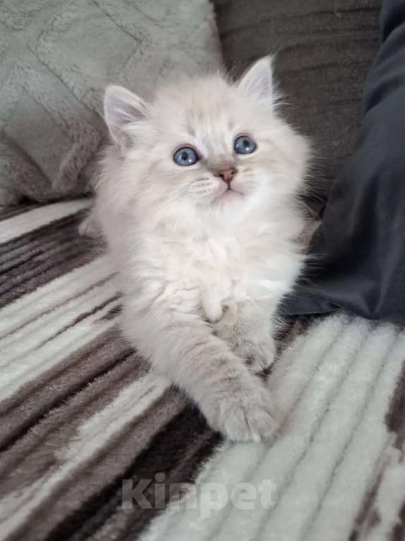 Кошки в Москве: Мальчик Хаку Мальчик, 80 000 руб. - фото 2