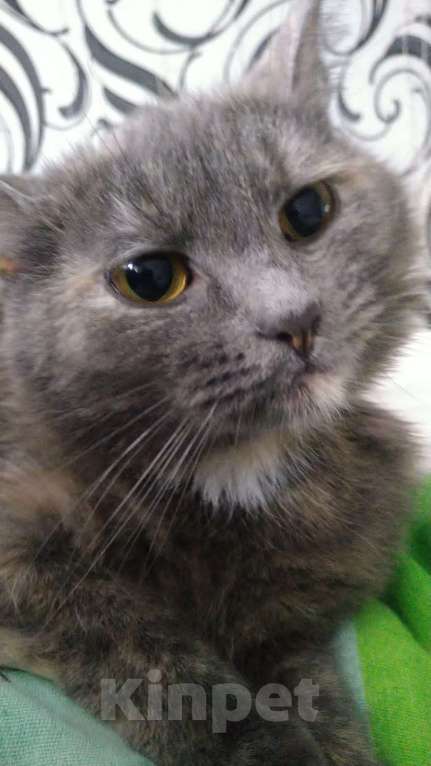 Кошки в Лихославле: Пропала кошечка в Лихославле Девочка, 1 000 руб. - фото 2