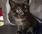 Кошки в Долгопрудном: Милые пушистики ищут любящий дом Мальчик, 500 руб. - фото 1