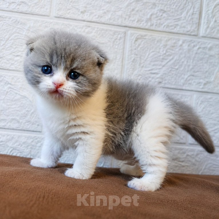 Кошки в Барнауле: Шотландская вислоухая кошка короткошёрстная Девочка, 10 000 руб. - фото 2