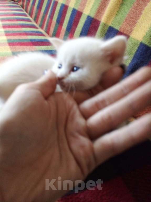 Кошки в Воронеже: Отдам в добрые руки котят, девочки, 8шт.  Девочка, 10 руб. - фото 5