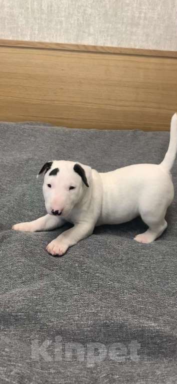 Собаки в Москве: миниатюрный бультерьер щенки Мальчик, Бесплатно - фото 3