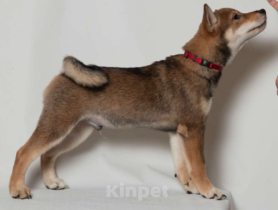 Собаки в Москве:  Предлагаем вашему вниманию щенков породы Сиба-ину! Мальчик, 80 000 руб. - фото 3