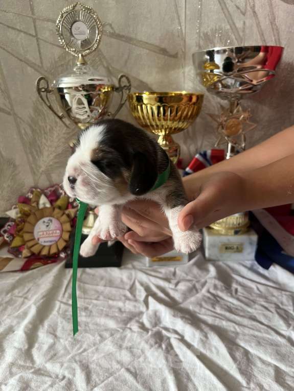 Собаки в Иркутске: Щенки Бигля Мальчик, 55 000 руб. - фото 4