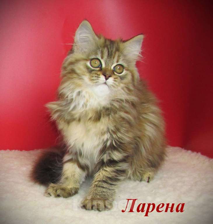 Кошки в Санкт-Петербурге: шотландская кошечка из питомника Девочка, 30 000 руб. - фото 1