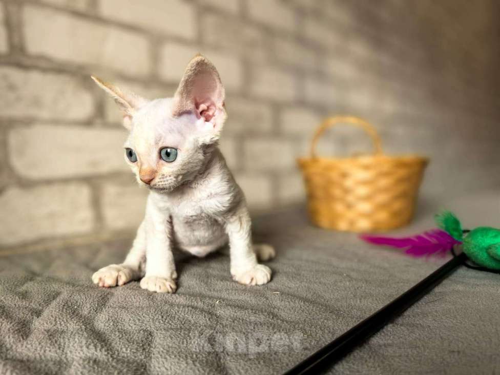 Кошки в Воронеже: Мальчик отличник . Мальчик, 50 000 руб. - фото 3